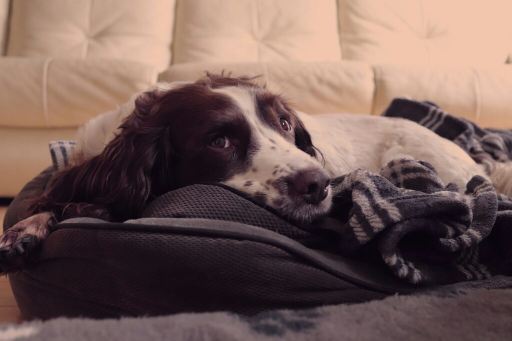 Dog Beds