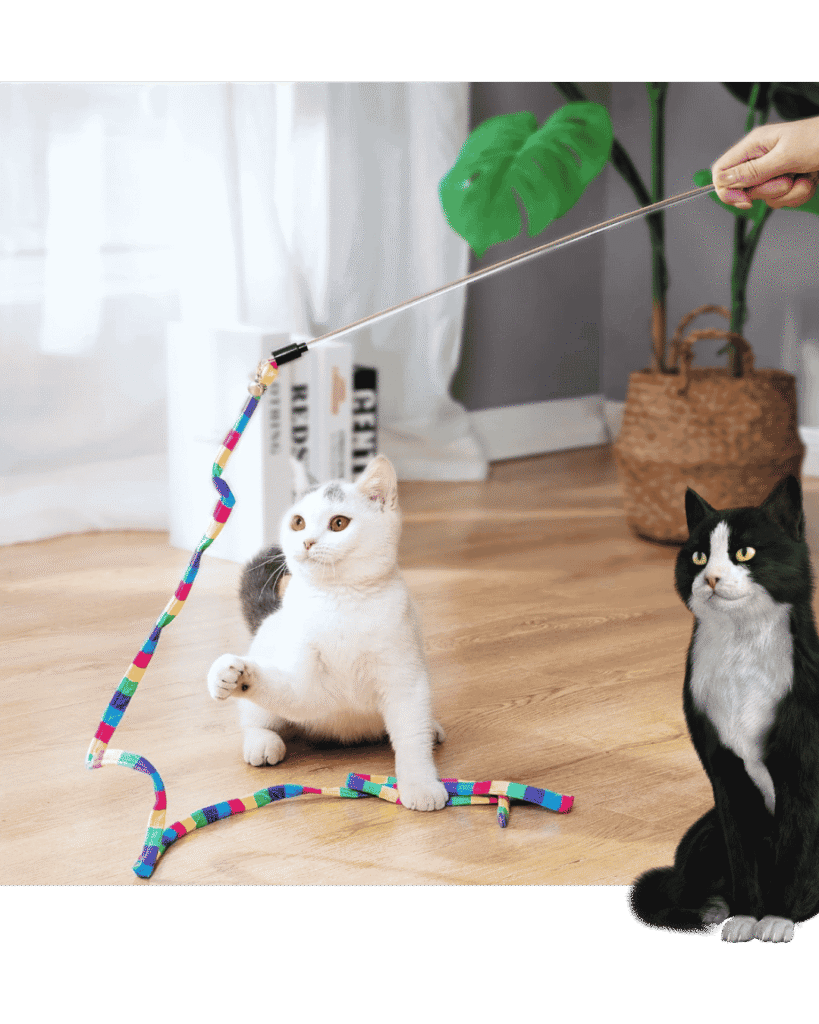 Cat Anxiety
