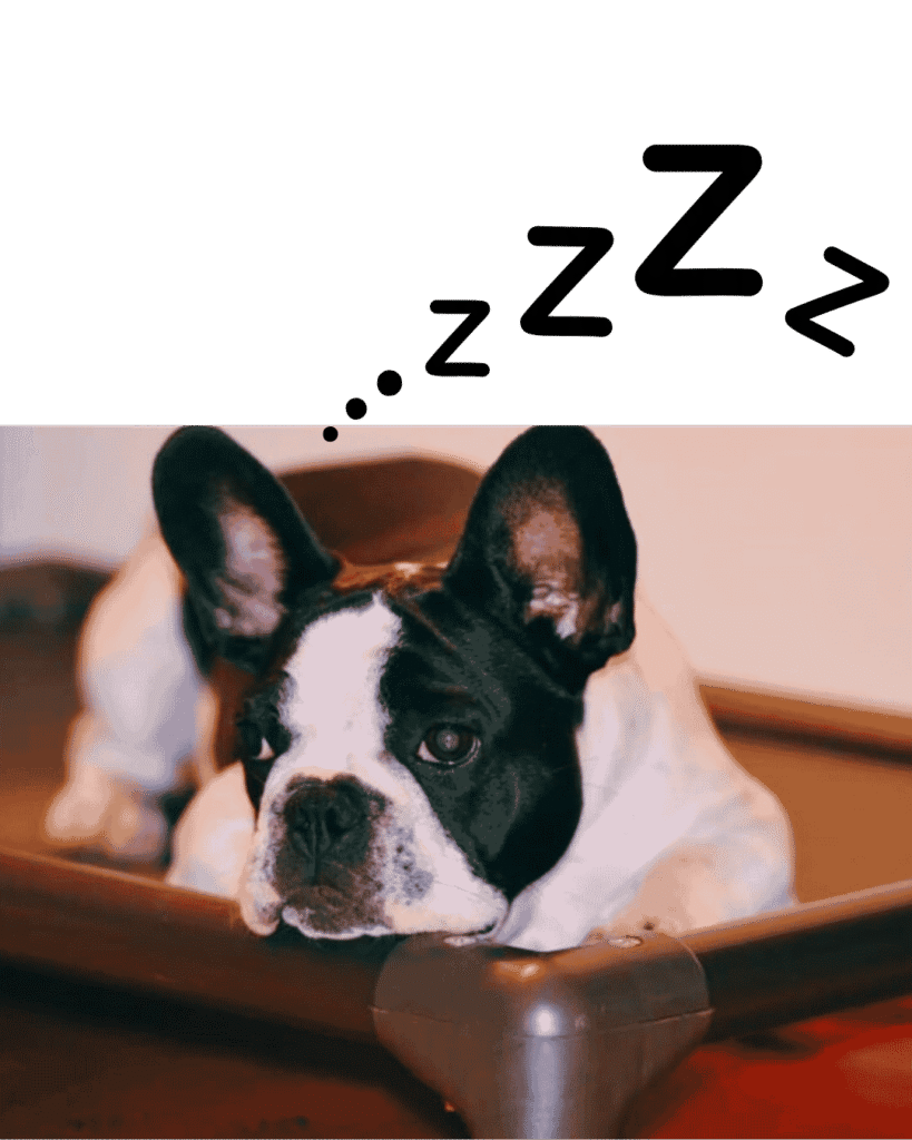 Dog beds in UK
