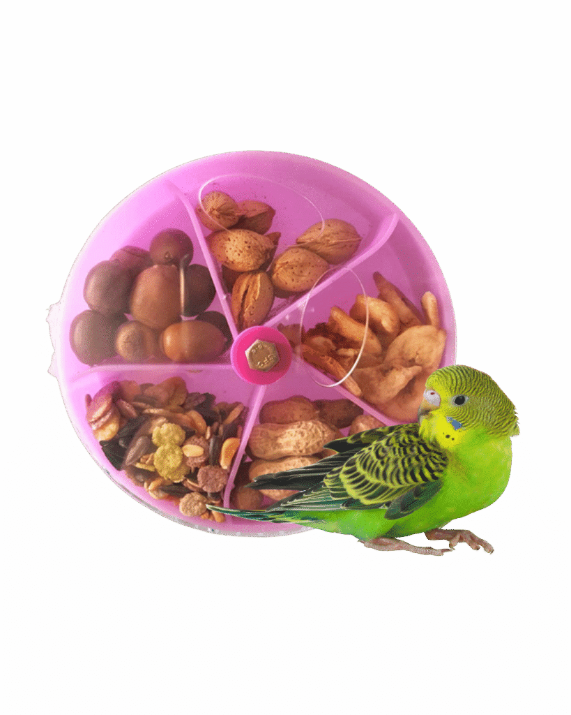 Foraging Toys for Budgies