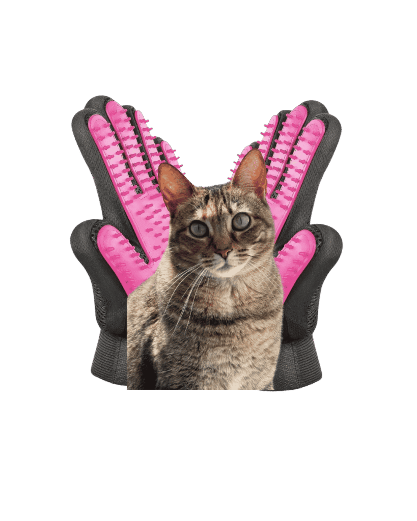 Cat Grooming