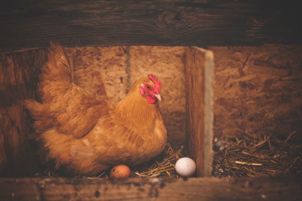 How to stop chicken from eating theit own eggs UK