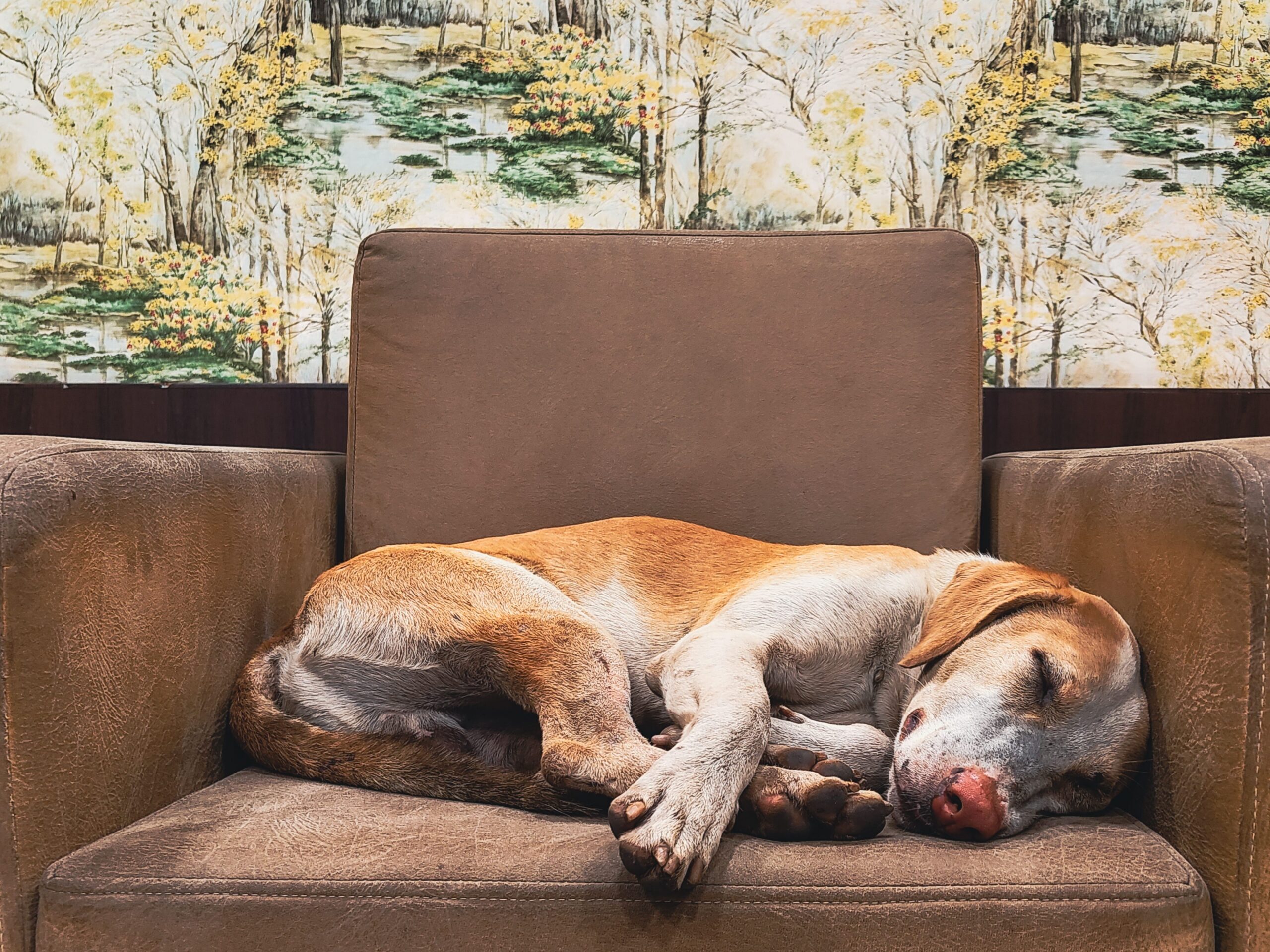 Dog curled up and sleeping