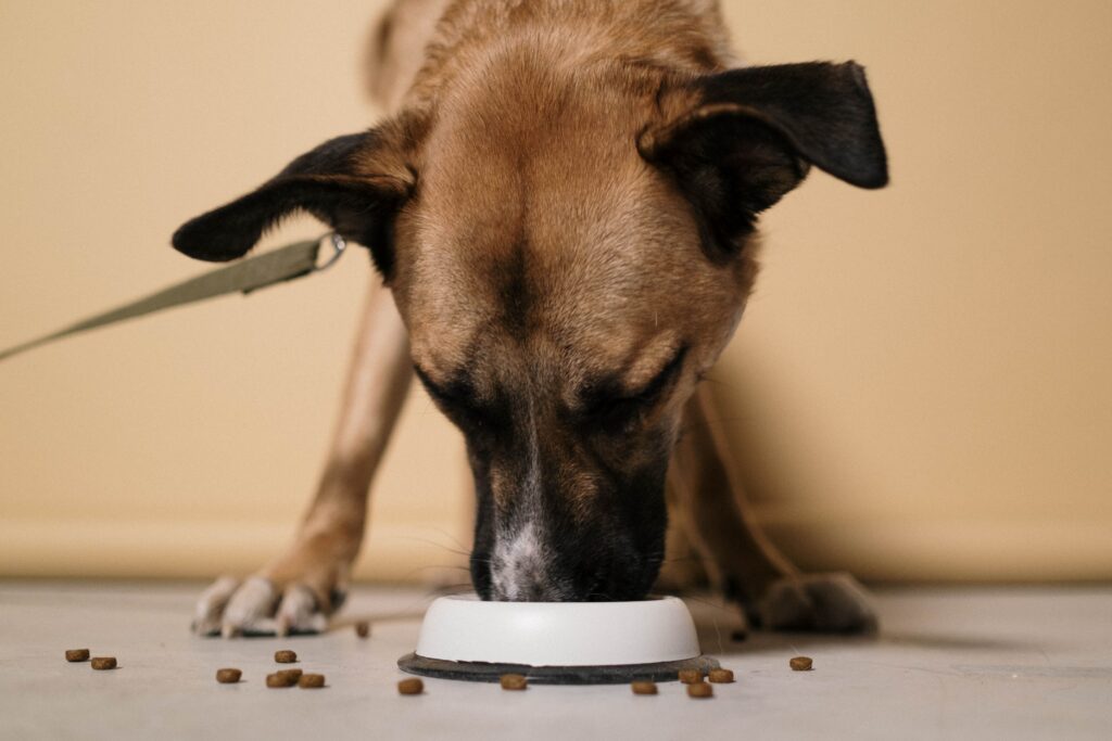 Dog food for sensitive stomach UK