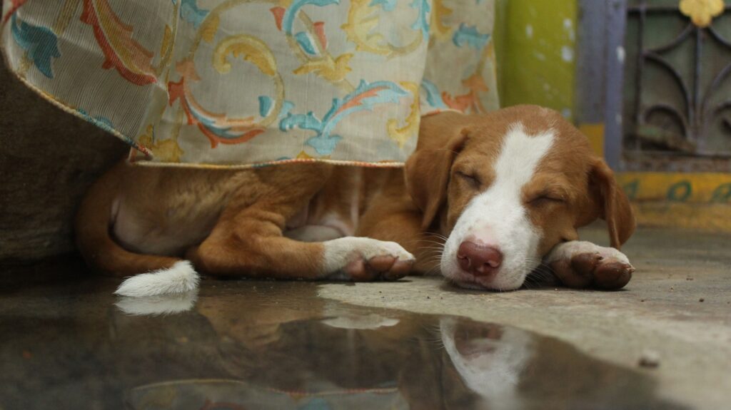 Dog napping on the floor