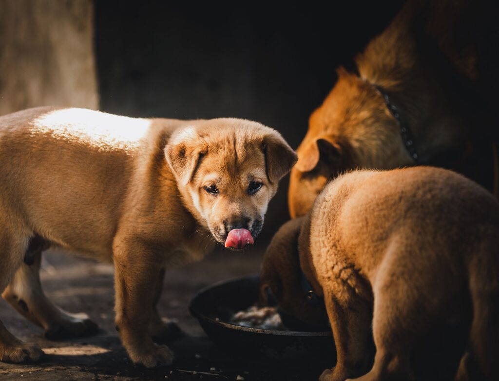 picky dog eater 