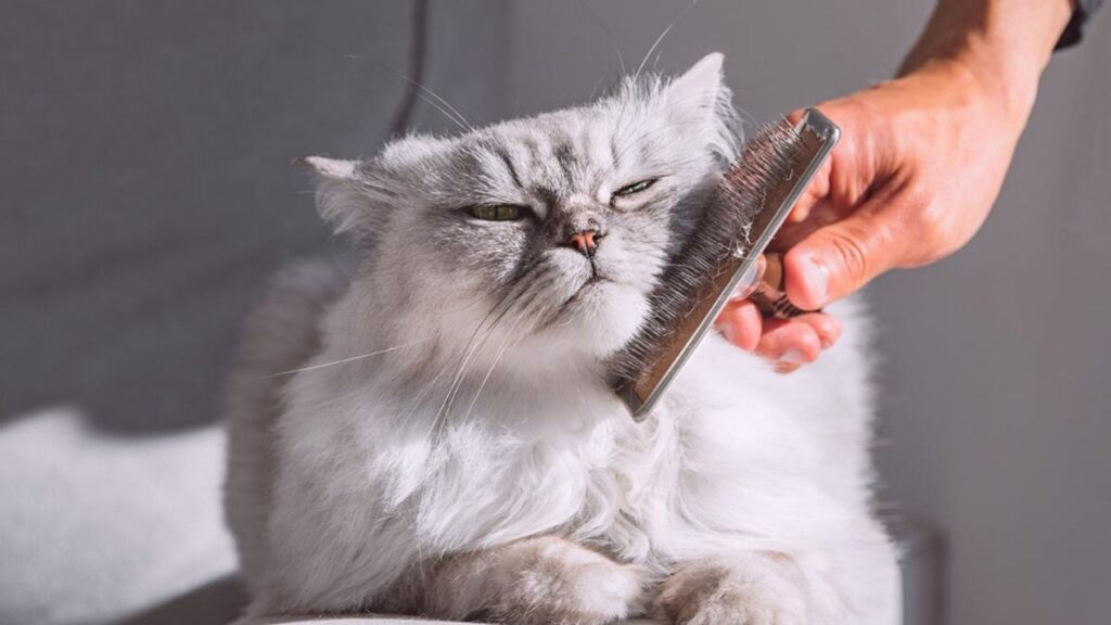 cat grooming brush