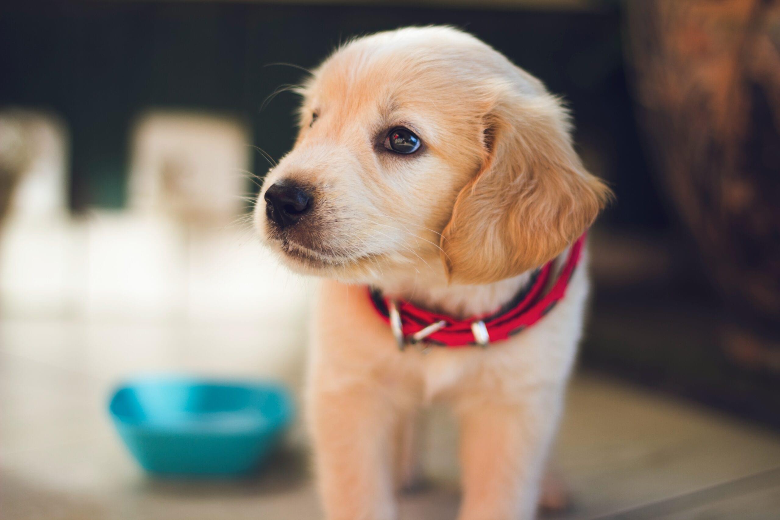What are the benefits of trackers for dog