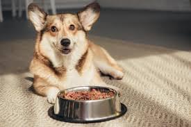 Calcium for Dogs