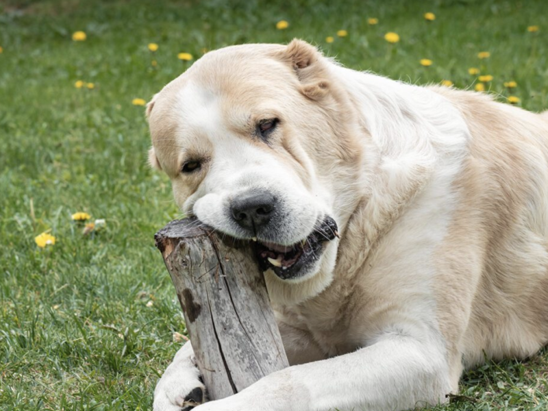Alabai Dog