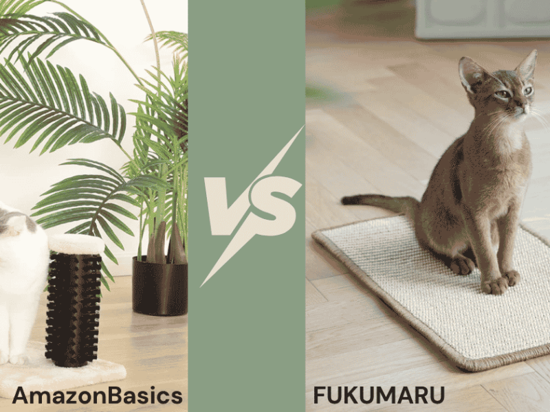 Best Cat Scratching Posts