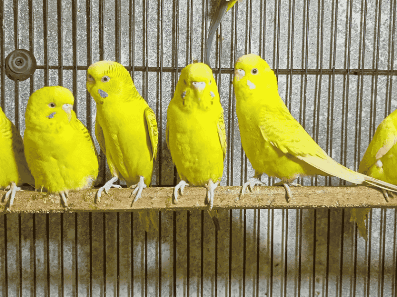 Bird Cage Liners