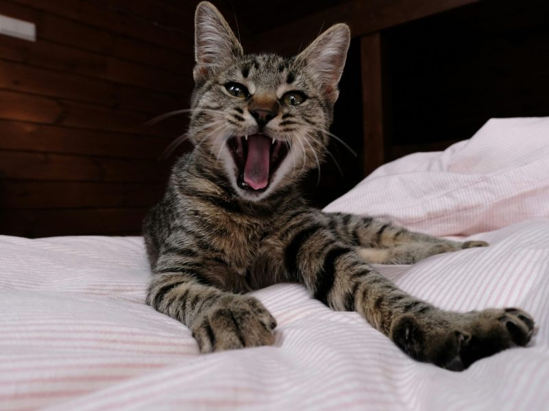 Cat Anxiety