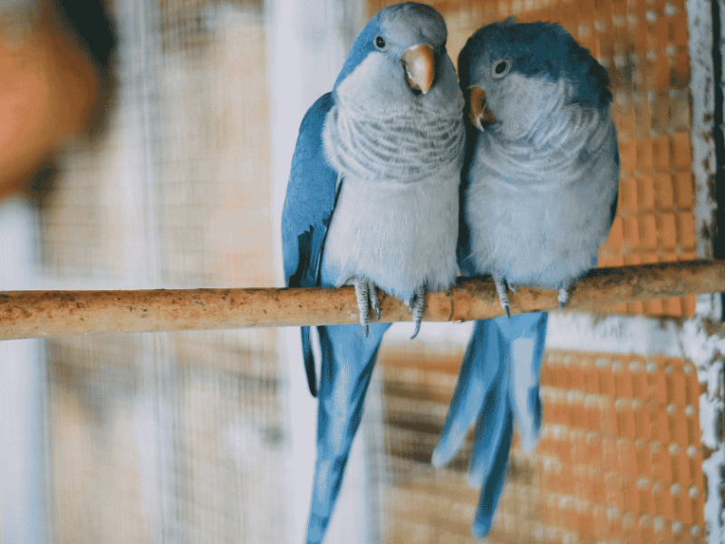 Foraging Toys for Budgies