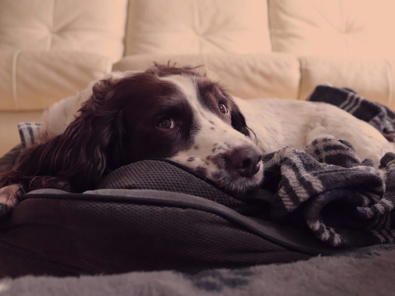Dog Beds