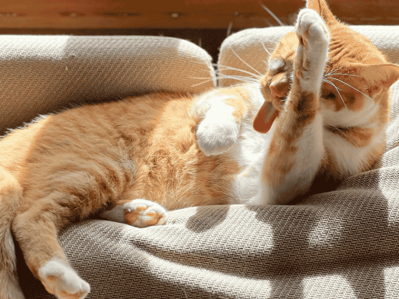 Cat Grooming