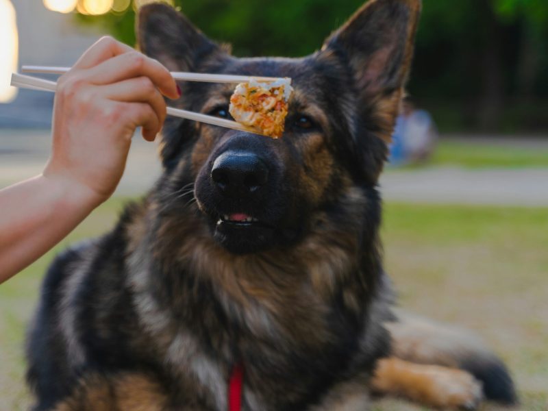 guard dogs diet