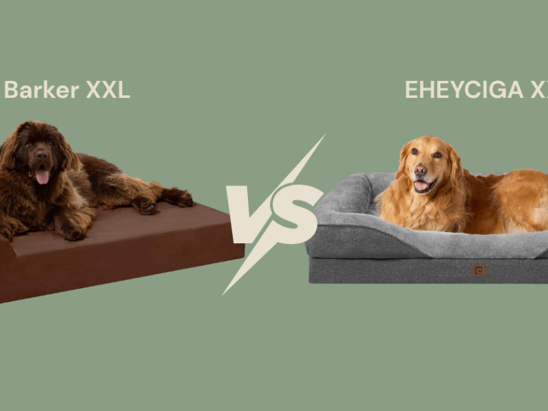 Best Dog Beds for Alabai & Large Dogs UK (2026 Comparison)