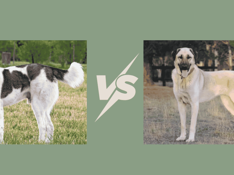 Alabai vs Kangal UK: Which Guardian Dog Is Better?