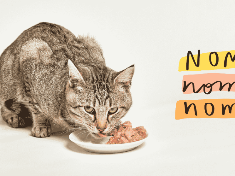 Wet and Dry Cat Food