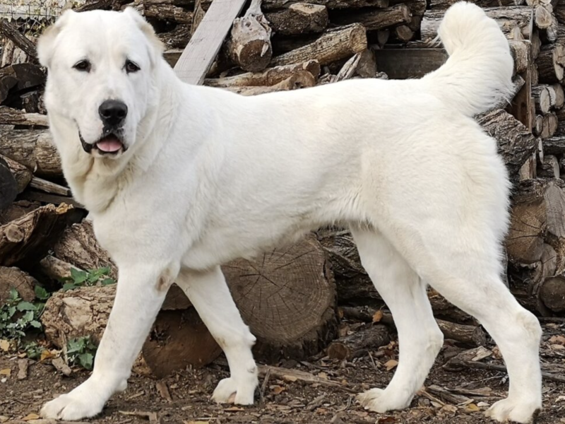How to Choose the Right Dog Leash for Every Adventure