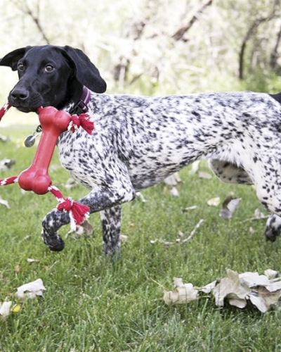 KONG Goodie Bone with Rope – Classic Durable Natural Rubber Dog Bone – Treat Dispensing – For XS Dogs, Red
