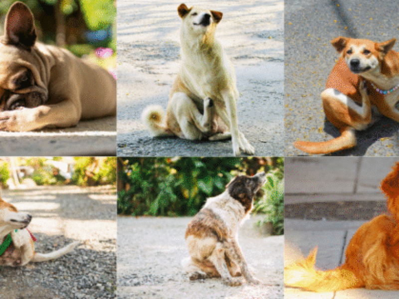 Dog Itchy Skin