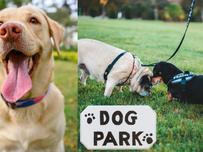What is a Dog Park