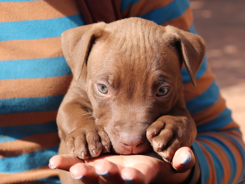 Dog Essentials | Things You Need for a New Dog