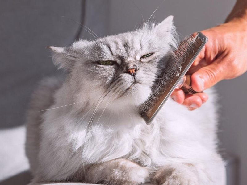 cat grooming brush