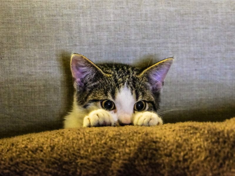 why is my cat so anxious