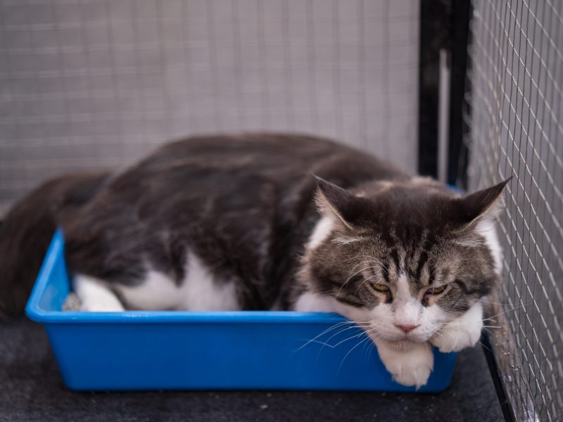 Why Do Neutered Cats Spray? Behaviour, Hormones & Solutions