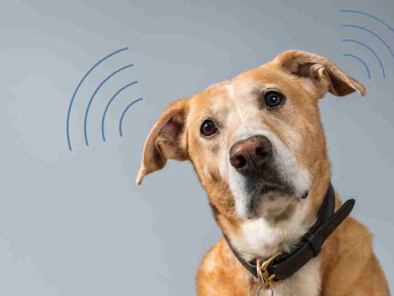 dog listening