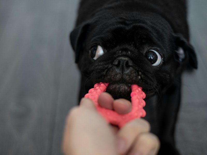 Top 5 Must-Have Dog Toys for Fun and Engaging Playtime