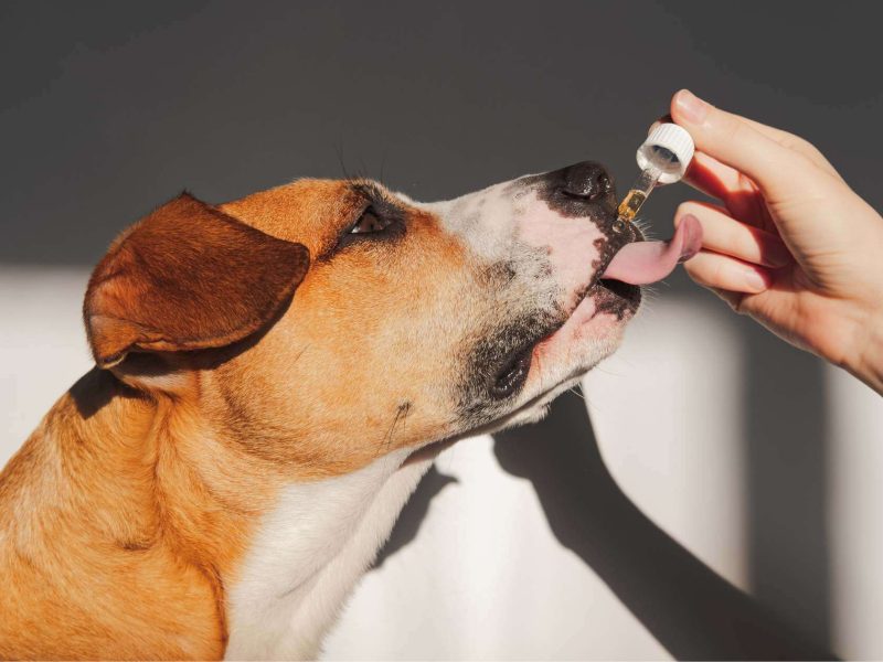 How Does Essential Calcium Safeguard Your Dog’s Hidden Health?