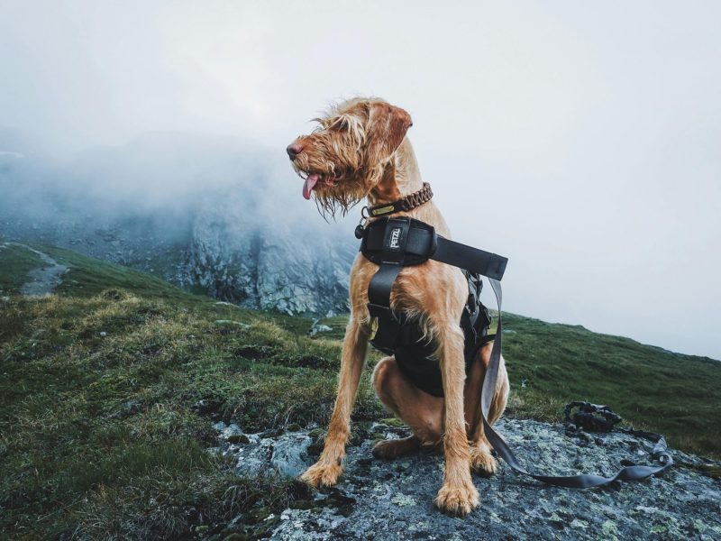 Top 10 Dog Harnesses for Comfort and Control on Walks