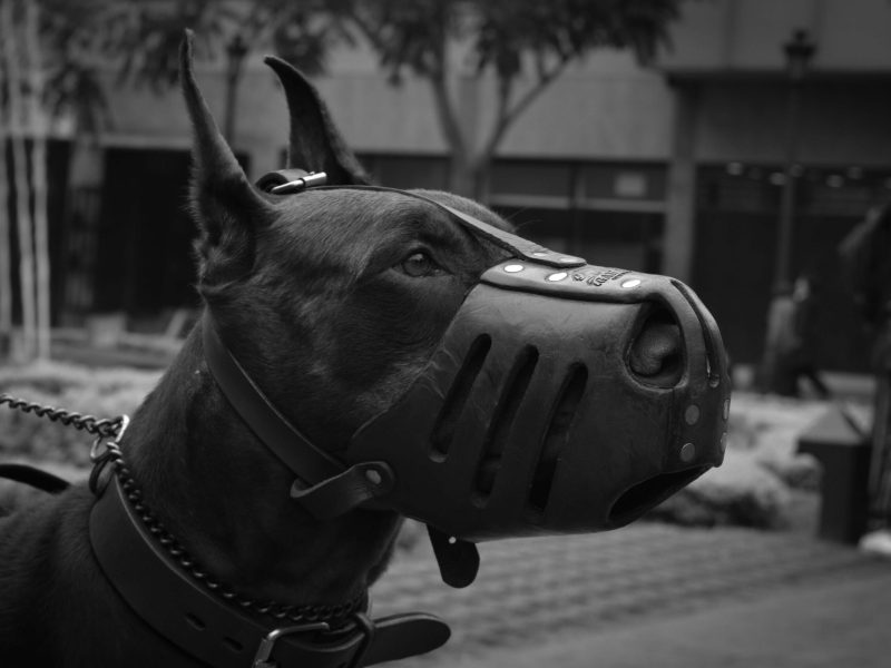 How to Choose the Right Dog Muzzle for Safety and Comfort
