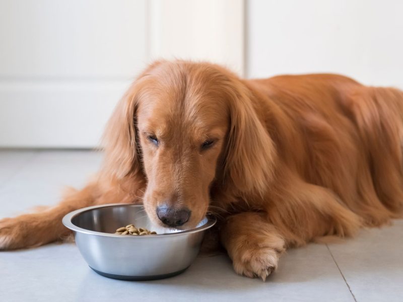 How To Select The Best Stainless Steel Dog Bowl