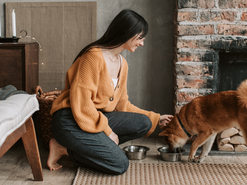feeding dog