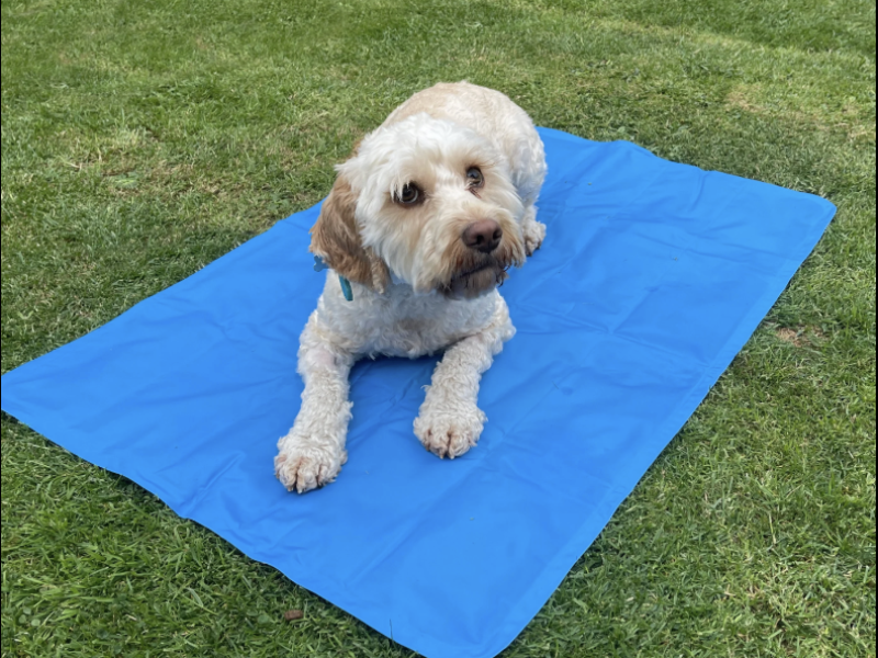 Best Dog Cooling Products for Hot Weather Relief