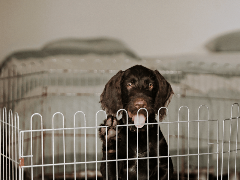How Dog-Proofing Your Home Can Keep Your Pet Safe