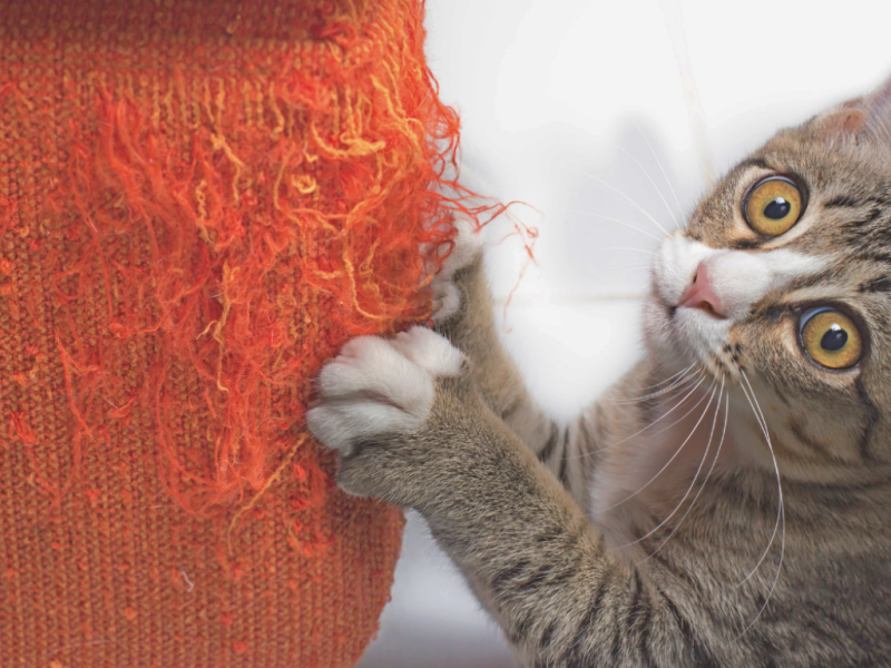 How to Get Cats to Use a Scratching Post | Stop Cats Scratching Furniture