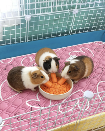 Guinea Pig Bedding