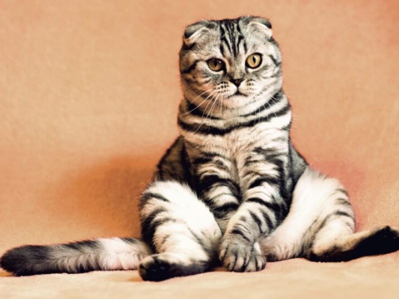 Dirty Cat Bum