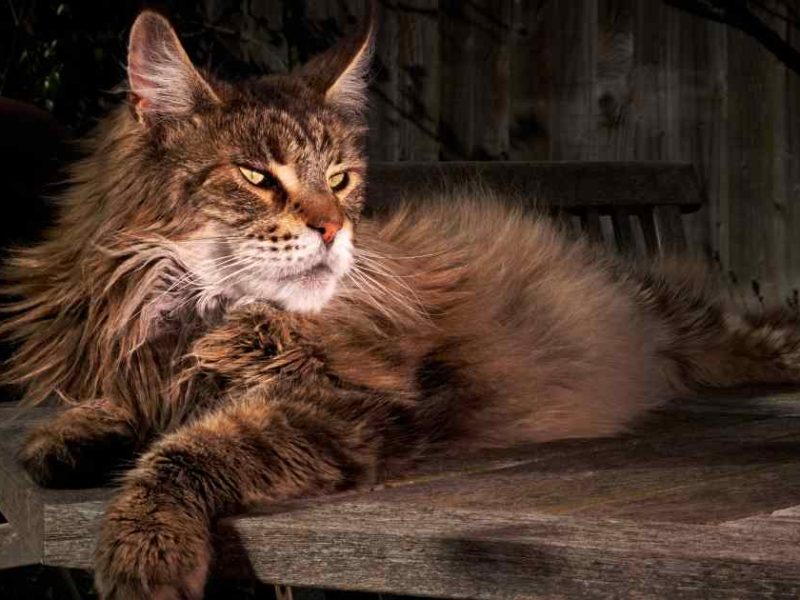maine coon cat