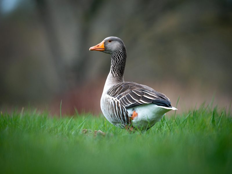 Duck Facts