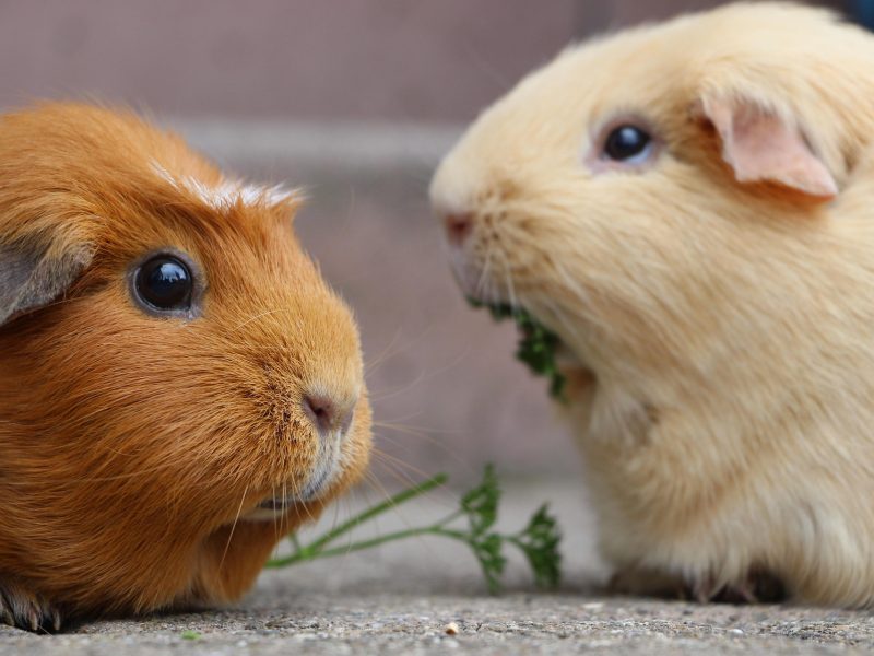 Guinea Pig