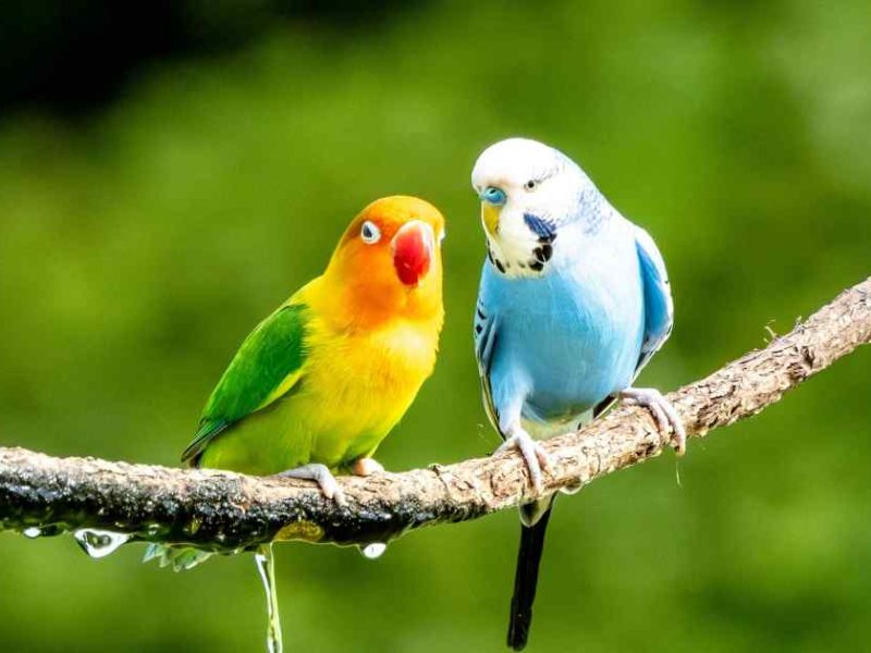 pair of budgies in branch