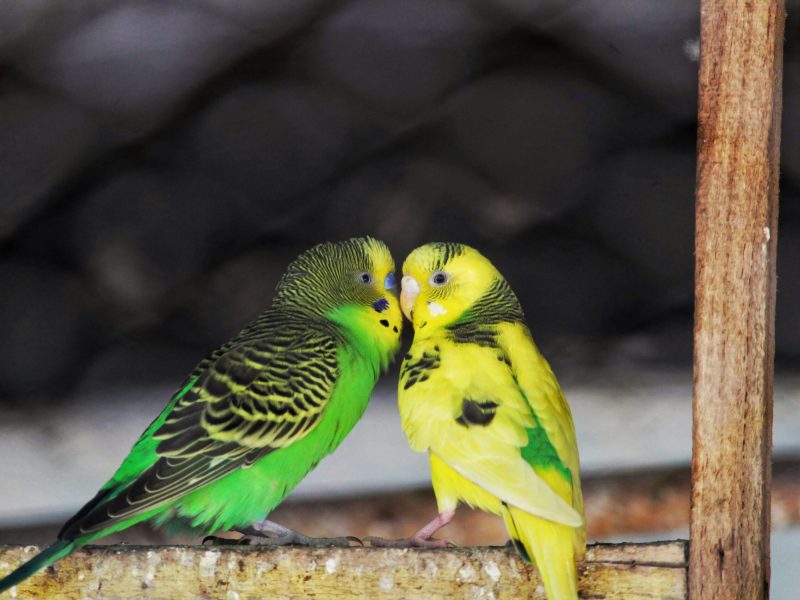What Is the Best Cage for Parakeet Birds? Full Guide