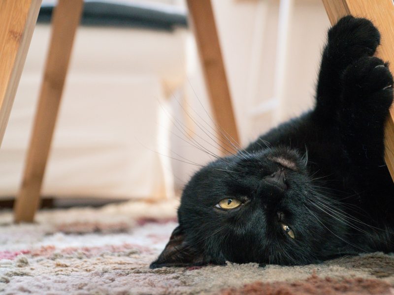 Toys for Bored Indoor Cats